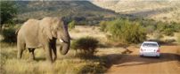 Elephant on the road - Pilanesberg